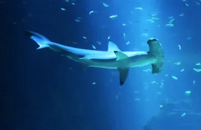 Centre national de la mer-Nausicaa-Aquarium, Pas-de-Calais