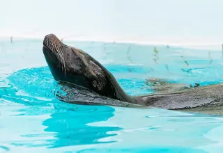 Lion de mer, Zoo de la Palmyre