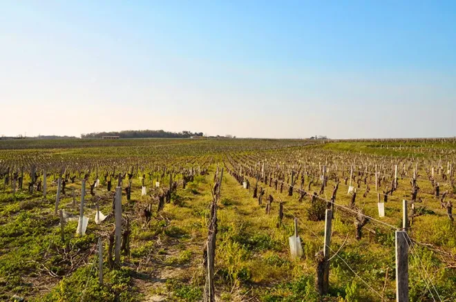 Vignoble dans les marais de l'estuaire, Gironde