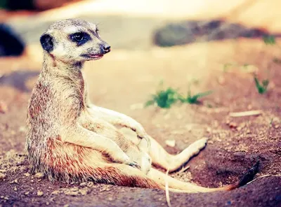 ZooSafari de Thoiry dans les Yvelines, Île-de-France