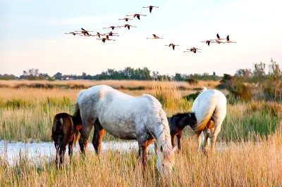 Camping - Destination vacances France, Camargue