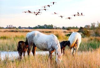 Camping - Destination vacances France, Camargue