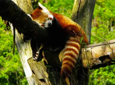 Parc animalier de Sainte-Croix, Grand-Est.