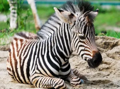 Zoo Mulhouse - Parc zoologique et botanique, Grand-Est