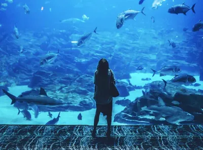 Seaquarium du Grau-du-Roi dans le Gard, Occitanie