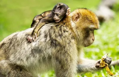 La Montagne des Singes dans le Bas-Rhin, Grand-Est
