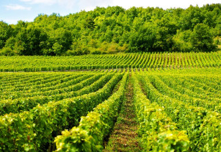 Vignes, Bourgogne