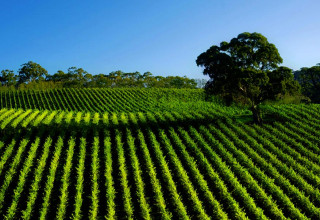 Barossa Valley dans le South Australia, Australie